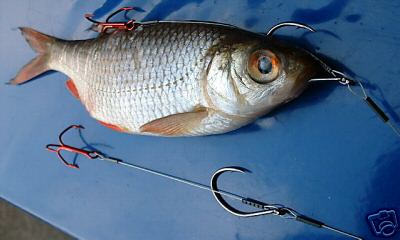 --������ 1 - ������� (����������)