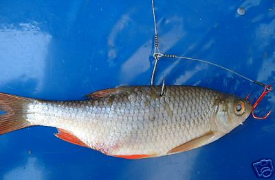 --������ 2 - ������� (����������)