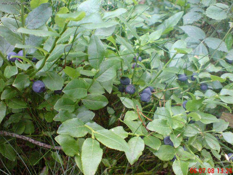 --���� ���� - ������� (����������)