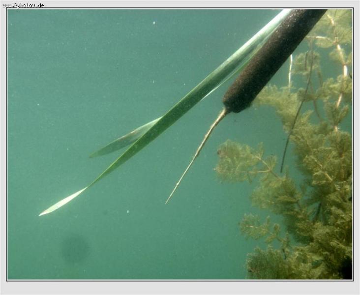 --��������� ���������. - ������� (����������)