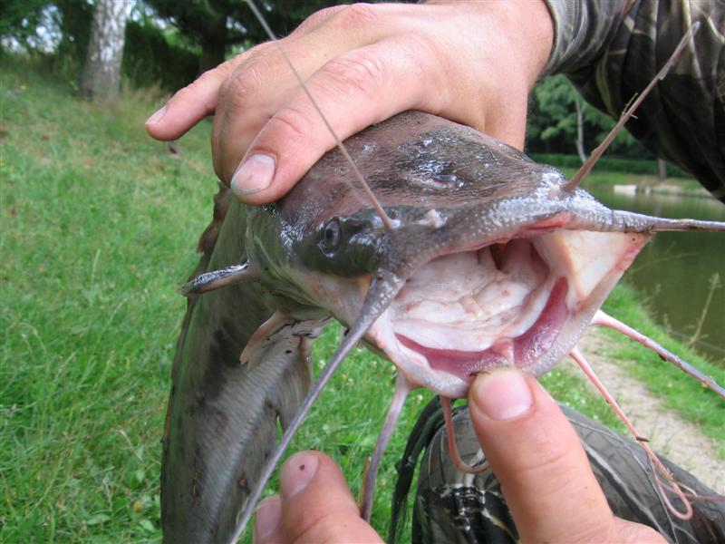 --���������. - ������� (����������)