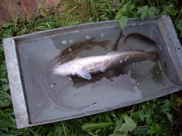 --�������� - ������� (����������)