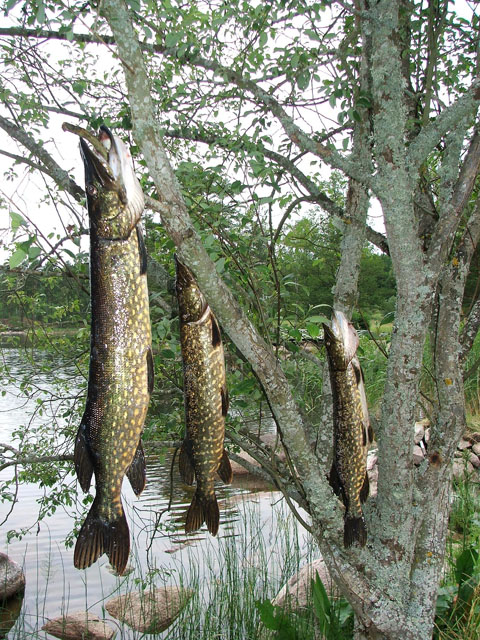 --�������� ���� - ������� (����������)