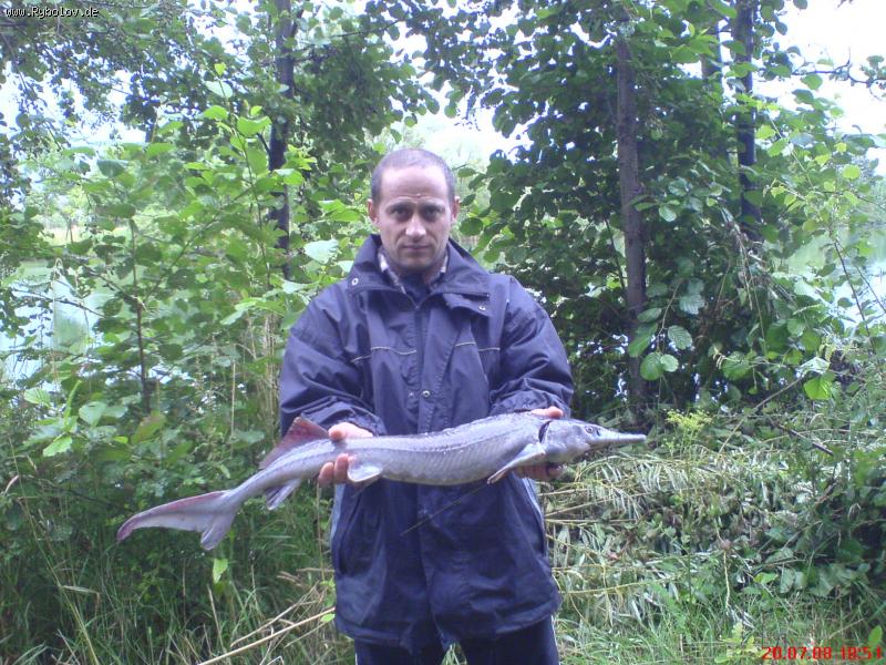 --Осетр - рыбалка (фотоальбом)