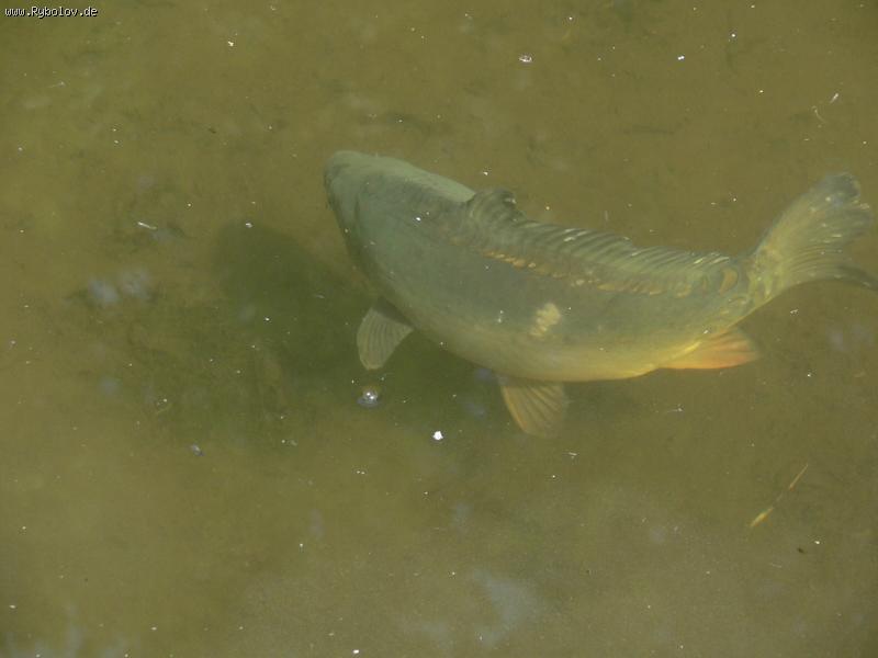 --�� ��������. - ������� (����������)