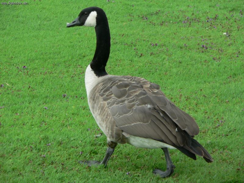 --�����, ����� �������. - ������� (����������)