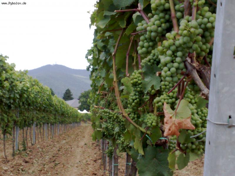 --��������� ��� - ������� (����������)