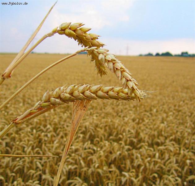 --����� ������� ! - ������� (����������)