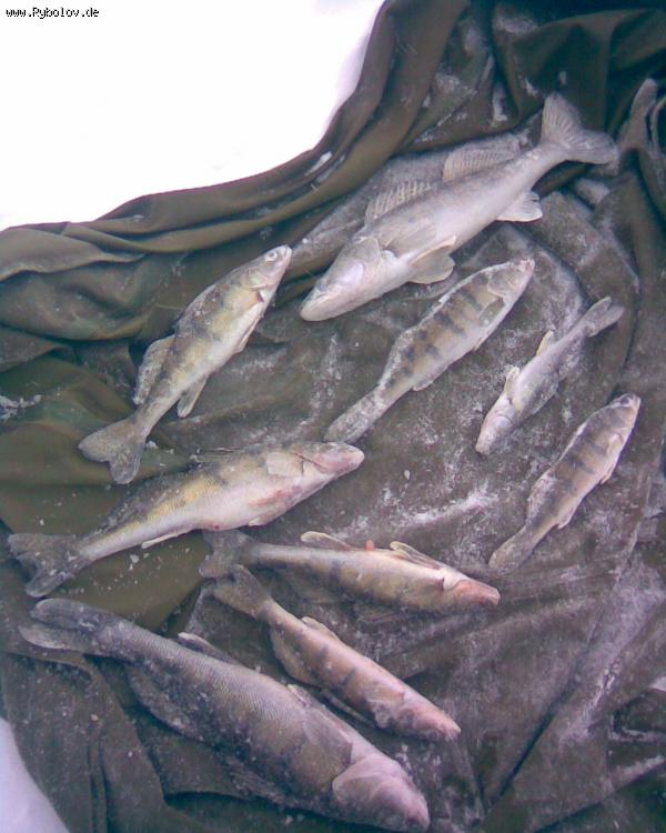 --����"����" - ������� (����������)