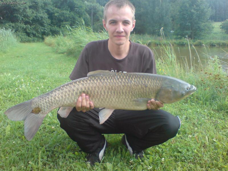 --gras Karp -  ()
