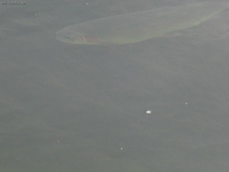 --Bachforelle - ������� (����������)