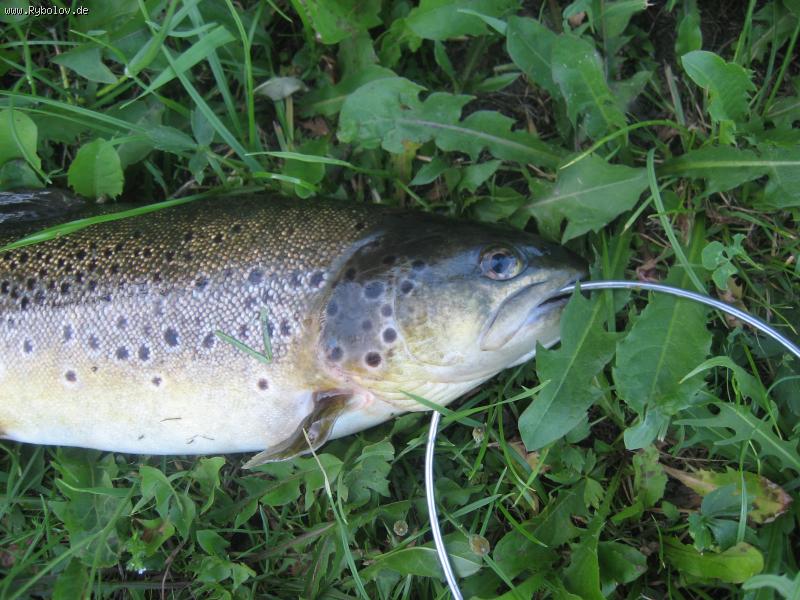 --Bachforelle - ������� (����������)