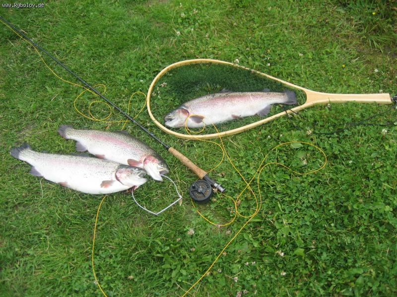 --Lachsforellen - ������� (����������)