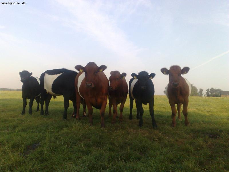 --����������� ������. - ������� (����������)