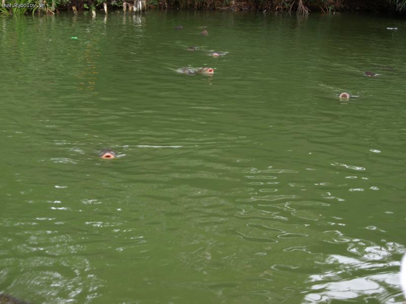 --����� ������� ������ - ������� (����������)