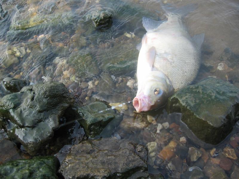 --����� - ������� (����������)