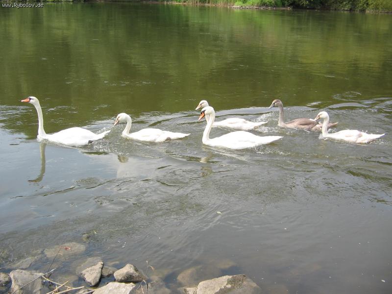 --,,Weser,, - ������� (����������)