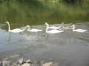 ,,Weser,, - ������� (����������)