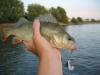 Рейнский Окунь - рыбалка (фотоальбом)