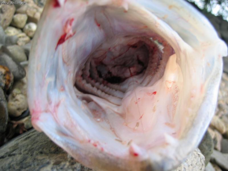 --Кость в горле - рыбалка (фотоальбом)