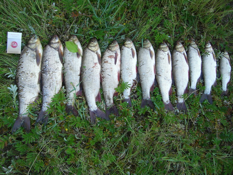 --��� - ������� (����������)