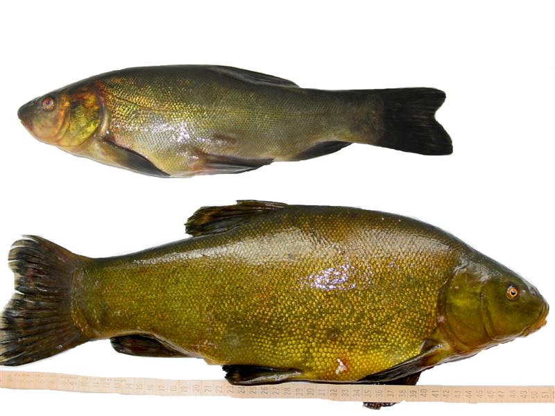 -- . (Schleie-) -  ()