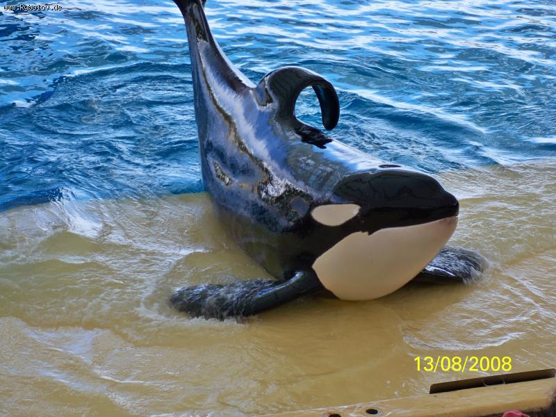 --Loro Park - ������� (����������)