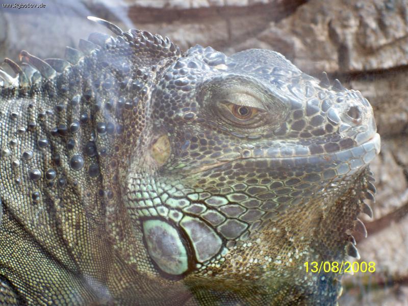 --Loro Park ( Tenerife ) -  ()