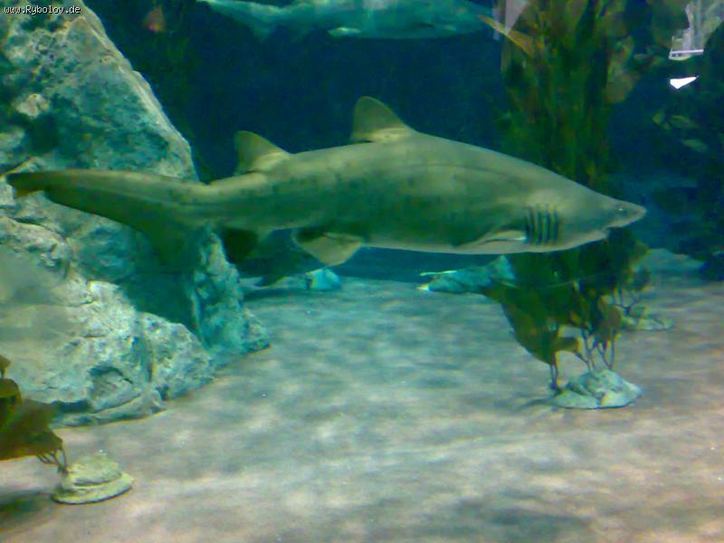 --akula - ������� (����������)