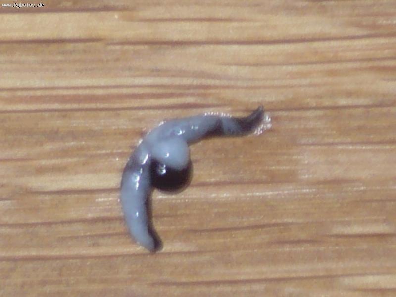 --канальный угорь - рыбалка (фотоальбом)