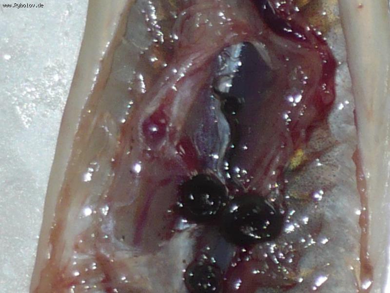 --��������� ����� - ������� (����������)