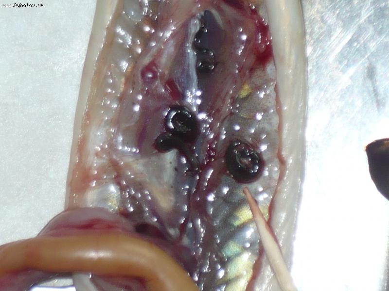 --��������� ����� - ������� (����������)