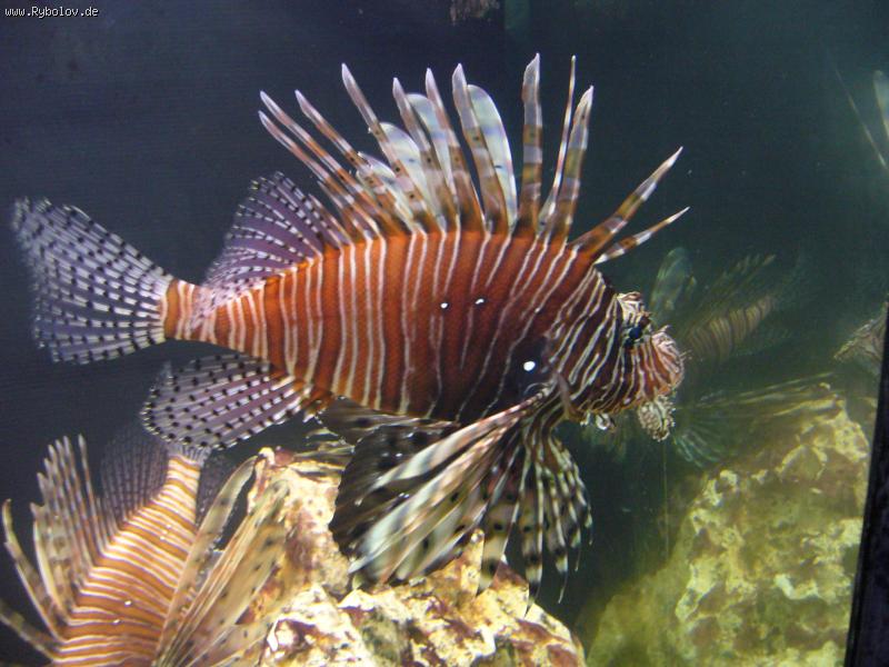 --����������� �������� - ������� (����������)