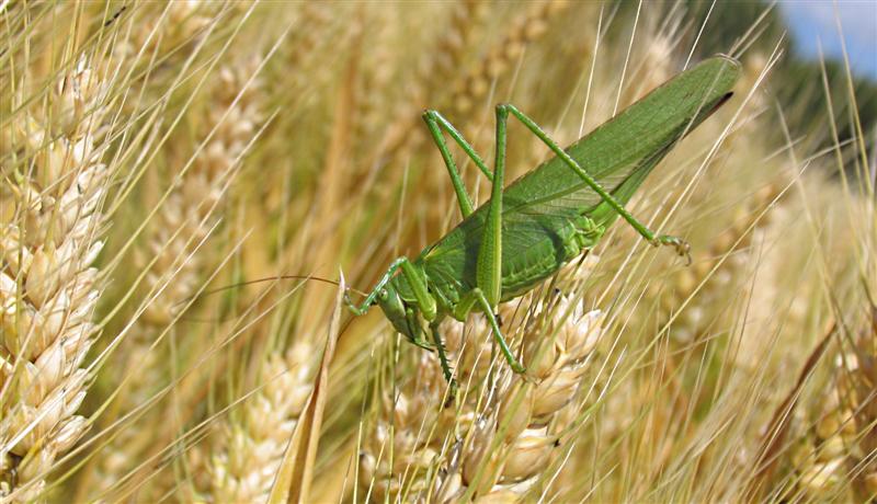 --������ ��������� - ������� (����������)