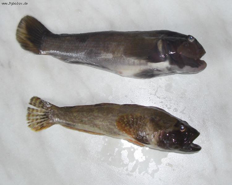 --�, � ��� �������� �����������. - ������� (����������)