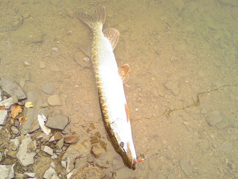 --�������� ����� - ������� (����������)