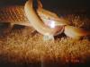 ���� ������ ����. � ����� ���� ����� ����� ����.. - ������� (����������)