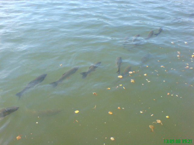 --����� ��� ����� - ������� (����������)