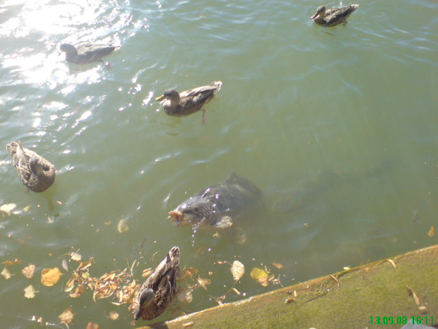 --������ ������ ������ - ������� (����������)