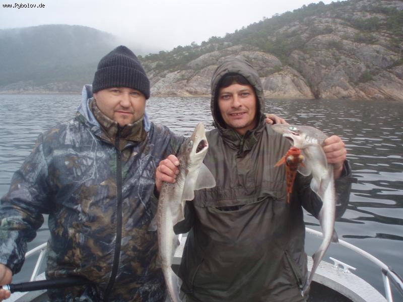 --Katzenhaie ....  Hitra 08 -  ()