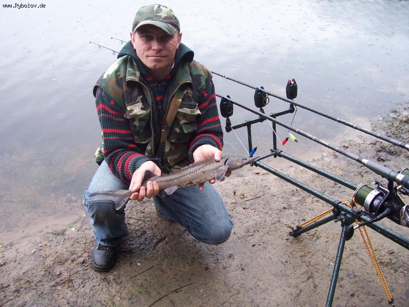 --���� ����. - ������� (����������)