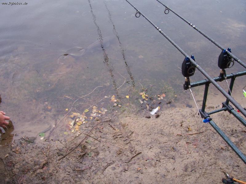 --���� ����. - ������� (����������)