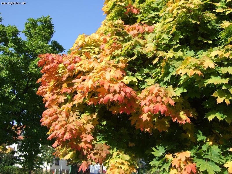 --����� ���� - ������� (����������)