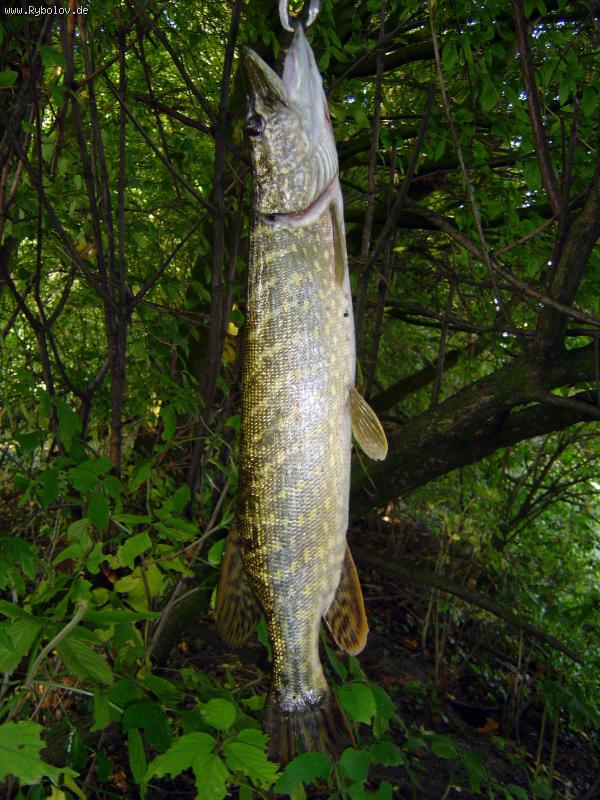 --����� � ����� - ������� (����������)