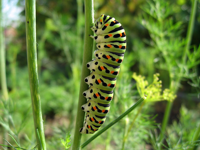 --� ���� ����� ����������� �� ������ ��������, ����� ����� ������� ���� �������? - ������� (����������)