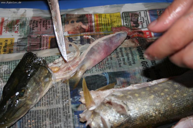 --hecht 45 cm und barsch 14 cm -  ()