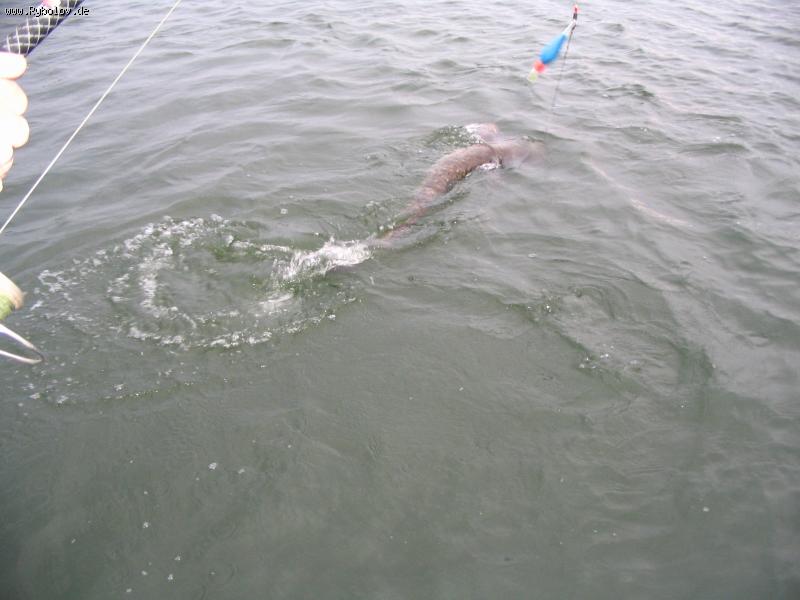 --���� ������� - ������� (����������)