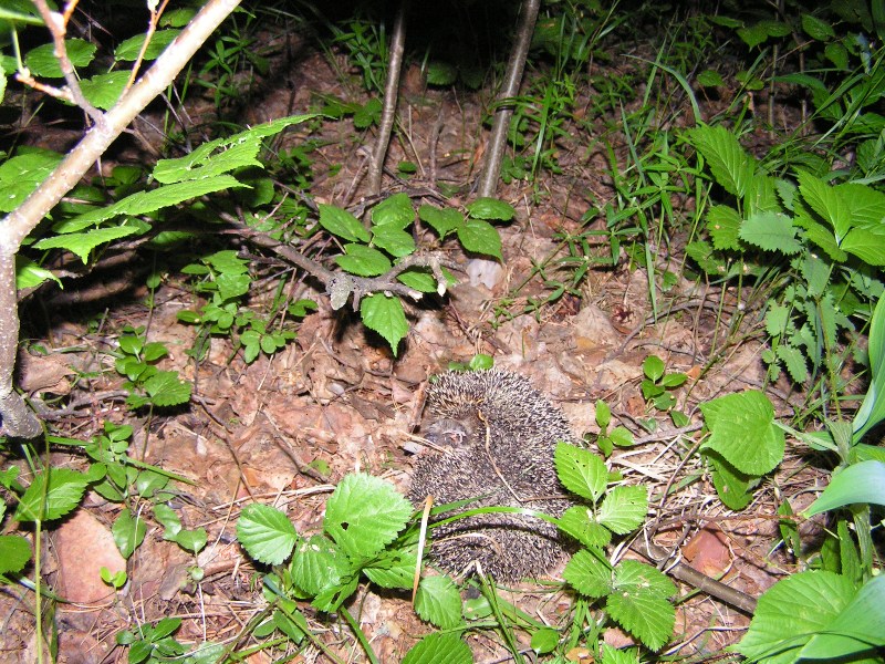 --������� ����������� ������� - ������� (����������)