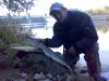 Donau Hecht -  ()