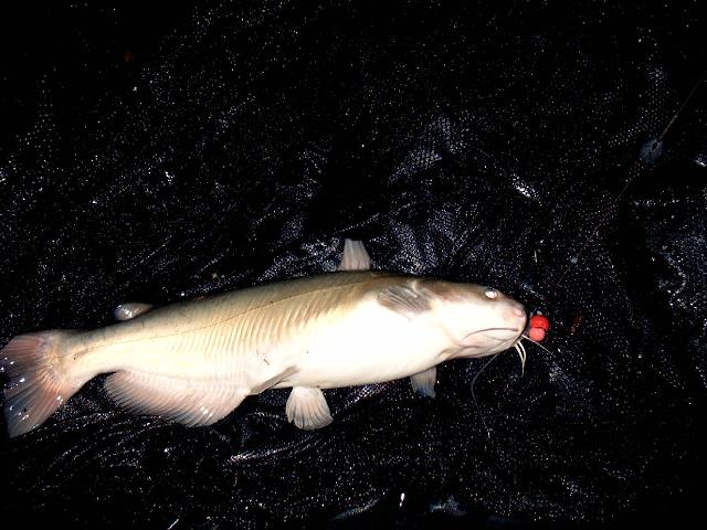 --Katzenwels - ������� (����������)